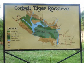 Tiger im Jim Corbett Nationalpark.