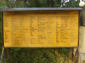 Junglewanderung im Bardia Nationalpark. Leider haben wir keine Tiger oder Rhinozerosse gesehen