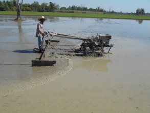 Reisbauer bei der Arbeit