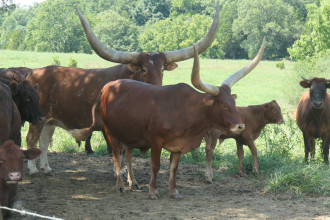 Kühe mit Hörnern