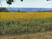 Auf diese Bilder habe ich gewartet. Riesige blühende Sonnenblumenfelder.